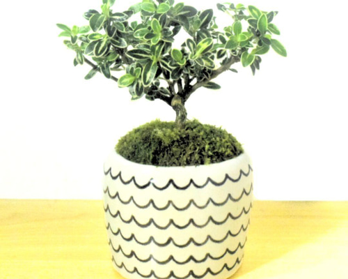 多肉盆 透気陶磁盆 蓮の花盆菱花鉢 盆栽鉢 植木鉢 小品盆栽鉢 大品盆栽鉢 四方植木鉢 紫砂の鉢盆栽鉢 植木鉢 小品盆栽鉢 大品盆栽鉢（四方