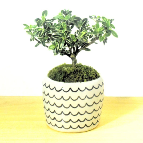 POTOCO 斑入り白丁花 陶器鉢 盆栽 花 観葉植物 かわいい 小品