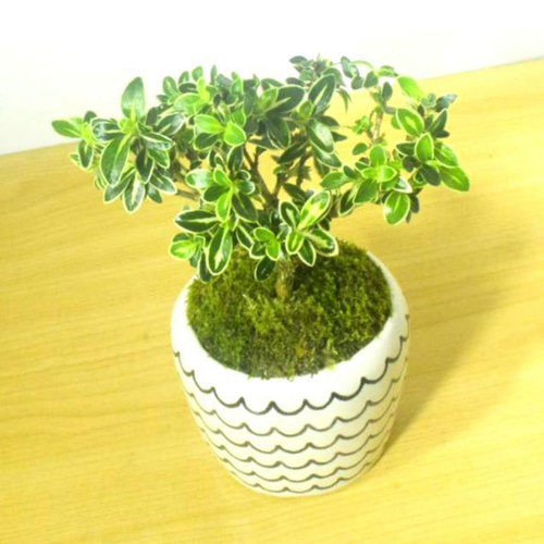 POTOCO 斑入り白丁花 陶器鉢 盆栽 花 観葉植物 かわいい 小品
