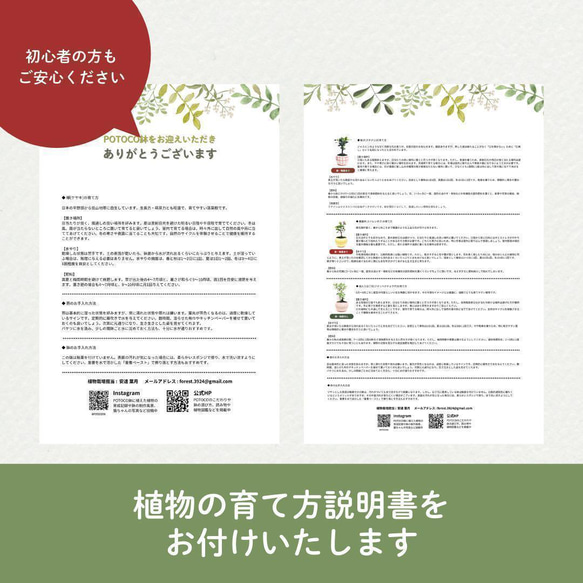 POTOCO コチレドン パピラリス 陶器鉢 多肉植物 花 観葉植物 かわいい 12枚目の画像