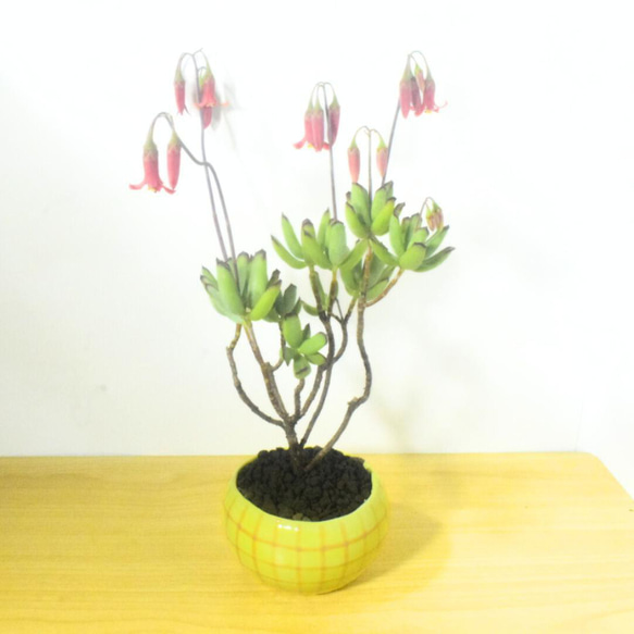 POTOCO コチレドン パピラリス 陶器鉢 多肉植物 花 観葉植物 かわいい 9枚目の画像