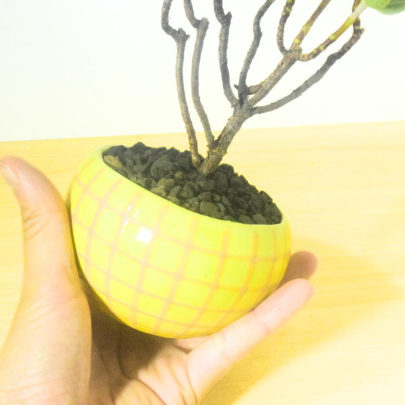 POTOCO コチレドン パピラリス 陶器鉢 多肉植物 花 観葉植物 かわいい 6枚目の画像