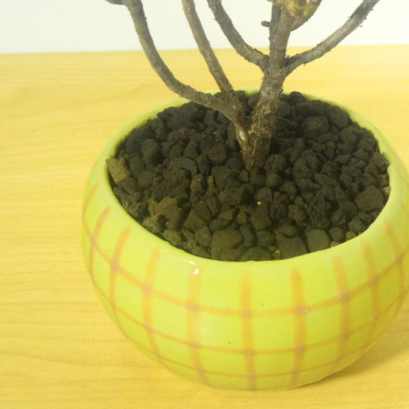 POTOCO コチレドン パピラリス 陶器鉢 多肉植物 花 観葉植物 かわいい 4枚目の画像
