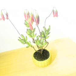 POTOCO コチレドン パピラリス 陶器鉢 多肉植物 花 観葉植物 かわいい 2枚目の画像