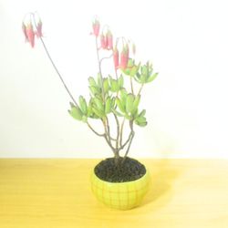 POTOCO コチレドン パピラリス 陶器鉢 多肉植物 花 観葉植物 かわいい 7枚目の画像
