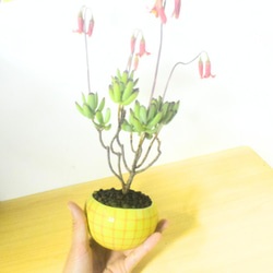 POTOCO コチレドン パピラリス 陶器鉢 多肉植物 花 観葉植物 かわいい 5枚目の画像