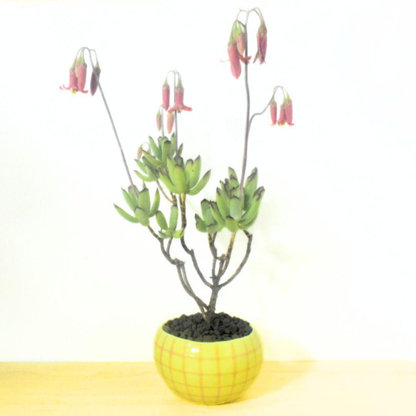 POTOCO コチレドン パピラリス 陶器鉢 多肉植物 花 観葉植物 かわいい 1枚目の画像