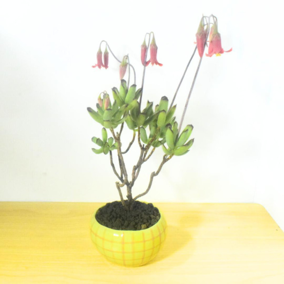 POTOCO コチレドン パピラリス 陶器鉢 多肉植物 花 観葉植物 かわいい 8枚目の画像