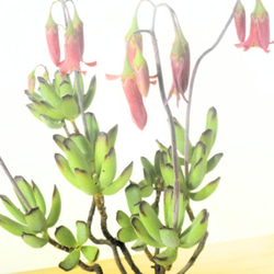 POTOCO コチレドン パピラリス 陶器鉢 多肉植物 花 観葉植物 かわいい 3枚目の画像