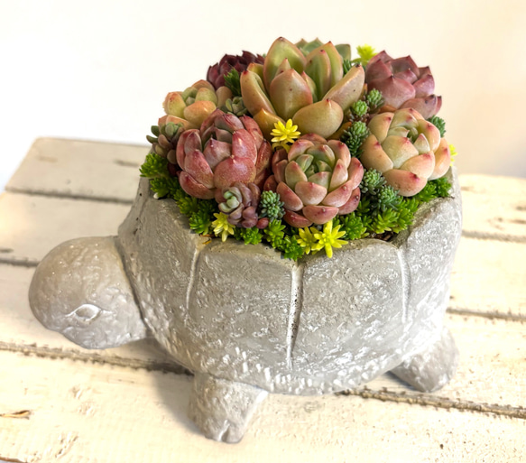 《1点》多肉植物寄せ植え　陶器鉢　カメ　アニマル鉢 1枚目の画像
