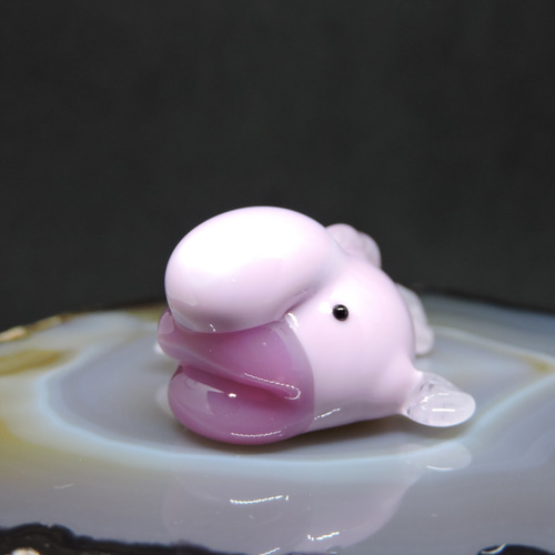 ガラスの深海生物・ちっこいおっさん魚（ニュウドウカジカ） 4匹目