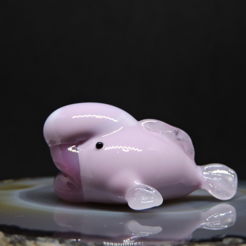 ガラスの深海生物・ちっこいおっさん魚（ニュウドウカジカ） 4