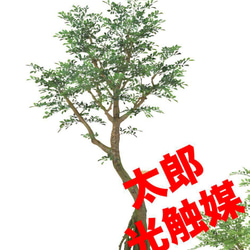 光触媒 人工観葉植物 ウォールグリーン フェイクグリーン トネリココ