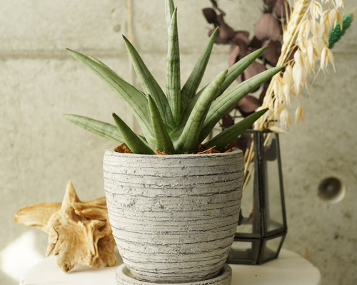 珍しいレア種！サンスベリア・シルバークラウン3.5号陶器鉢◇ギフト