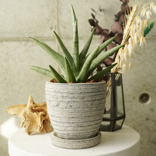 珍しいレア種！サンスベリア・シルバークラウン3.5号陶器鉢◇ギフト