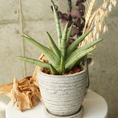 珍しいレア種！サンスベリア・シルバークラウン3.5号陶器鉢◇ギフト