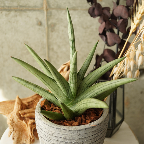 珍しいレア種！サンスベリア・シルバークラウン3.5号陶器鉢◇ギフト