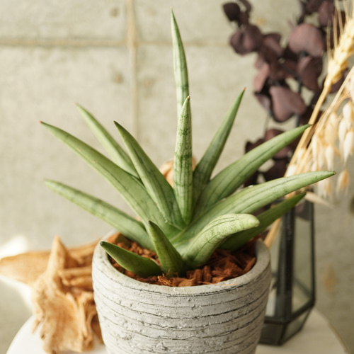 珍しいレア種！サンスベリア・シルバークラウン3.5号陶器鉢◇ギフト