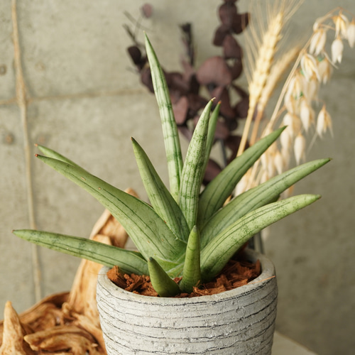 珍しいレア種！サンスベリア・シルバークラウン3.5号陶器鉢◇ギフト