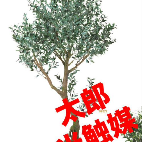 光触媒 人工観葉植物 フェイクグリーン ブラックオリーブコ