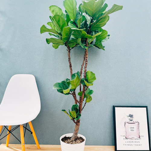 現品］81番 カシワバゴムの木 フィカス リラータ ストレート 8号 観葉