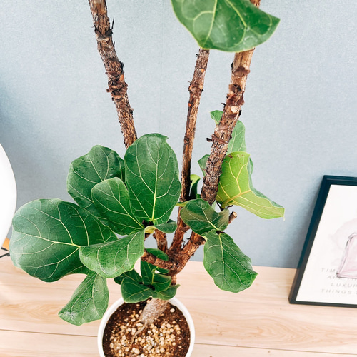 ［現品］5番　カシワバゴムの木　フィカス　リラータ　ストレート　8号　大型　室内 現品］5番 カシワバゴムの木 フィカス リラータ ストレート 8号