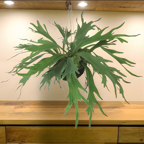 光触媒　人工観葉植物　ウォールグリーン　フェイクグリーン　コウモリランモスボール 光触媒 人工観葉植物 ウォールグリーン フェイクグリーン コウモリラン