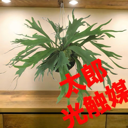 光触媒 人工観葉植物 ウォールグリーン フェイクグリーン サポナリア