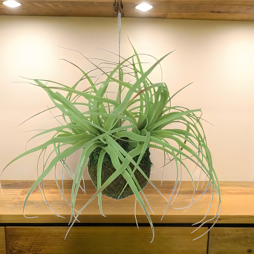 光触媒　人工観葉植物　ウォールグリーン　フェイクグリーン　チランジアモスボール 光触媒 人工観葉植物 ウォールグリーン フェイクグリーン