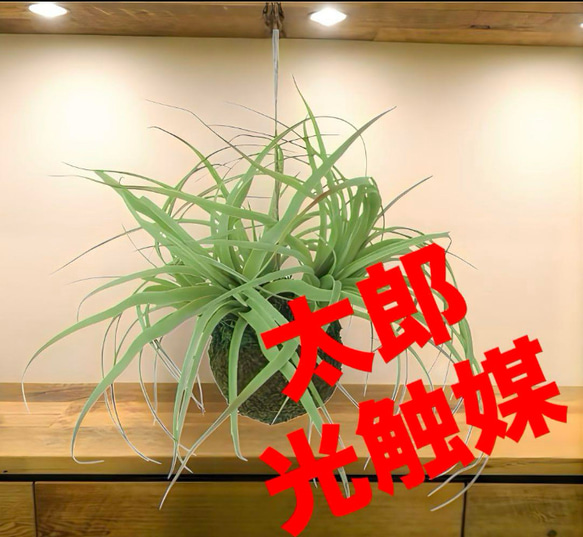 光触媒　人工観葉植物　ウォールグリーン　フェイクグリーン　チランジアモスボール 光触媒 人工観葉植物 ウォールグリーン フェイクグリーン チランジア