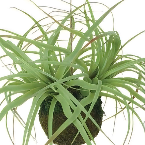 光触媒　人工観葉植物　ウォールグリーン　フェイクグリーン　チランジアモスボール 光触媒 人工観葉植物 ウォールグリーン フェイクグリーン