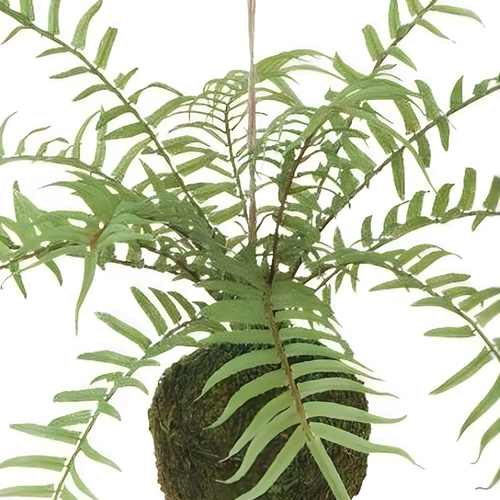 光触媒　人工観葉植物　ウォールグリーン　フェイクグリーン　コウモリランモスボール 光触媒 人工観葉植物 ウォールグリーン フェイクグリーン