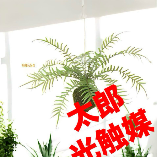 光触媒　人工観葉植物　ウォールグリーン　フェイクグリーン　ヒリュウシダモスボール 光触媒 人工観葉植物 ウォールグリーン フェイクグリーン ヒリュウシダ