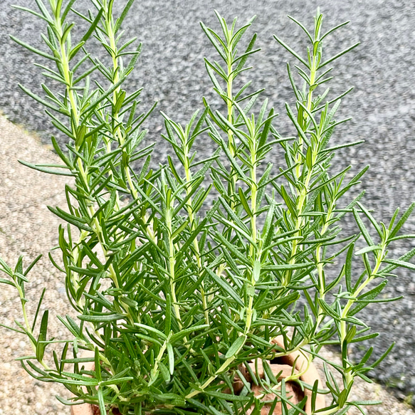  第5張的照片