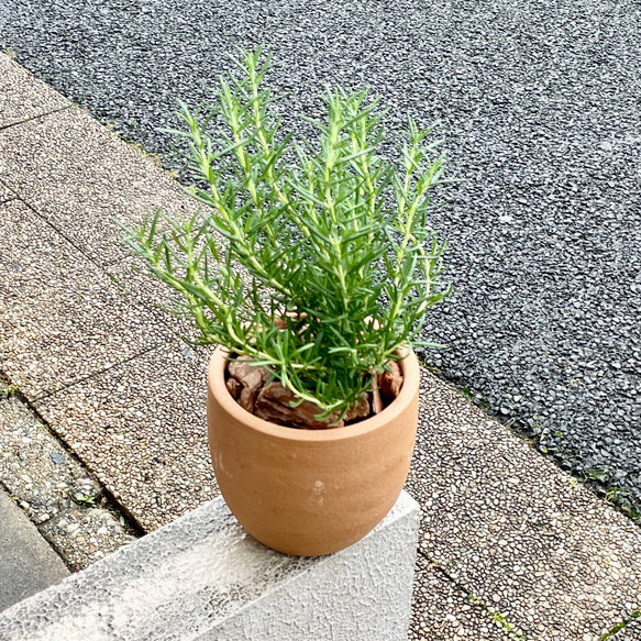  第3張的照片