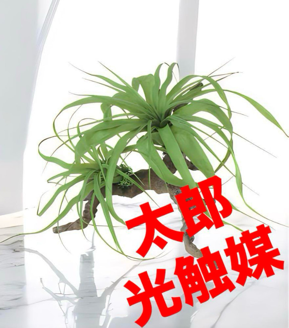 光触媒　人工観葉植物　フェイクグリーン　チランジアスタンプウッド 光触媒 人工観葉植物 フェイクグリーン チランジアスタンプウッド