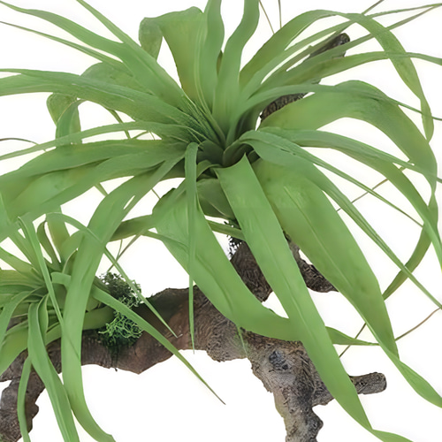 光触媒 人工観葉植物 フェイクグリーン チランジアスタンプウッド