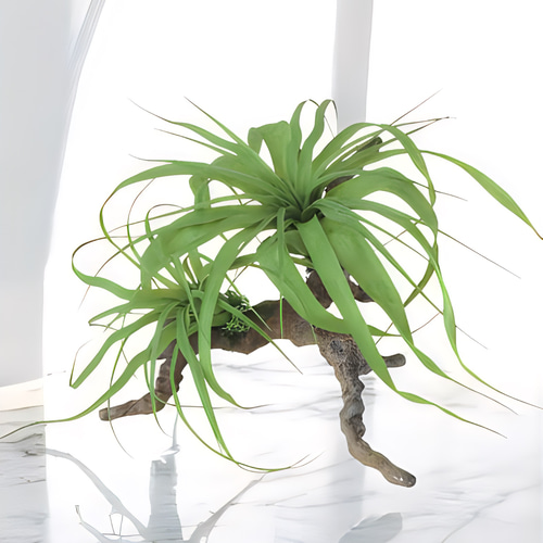 光触媒 人工観葉植物 フェイクグリーン チランジアスタンプウッド