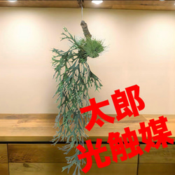 光触媒 人工観葉植物 ウォールグリーン フェイクグリーン ライムポトス