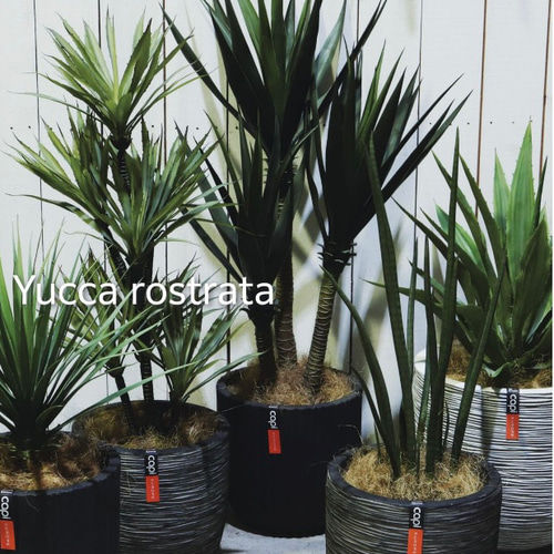 光触媒　人工観葉植物　ウォールグリーン　フェイクグリーン　東北ユッカ 光触媒 人工観葉植物 ウォールグリーン フェイクグリーン 東北ユッカ