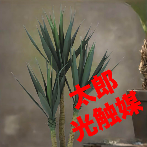 光触媒　人工観葉植物　ウォールグリーン　フェイクグリーン　東北ユッカ 光触媒 人工観葉植物 ウォールグリーン フェイクグリーン 東北ユッカ