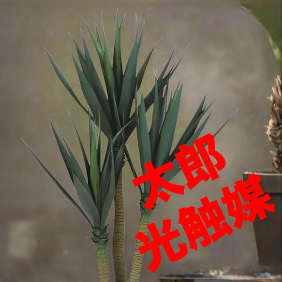 光触媒人工観葉植物ウォールグリーンフェイクグリーン東北ユッカ