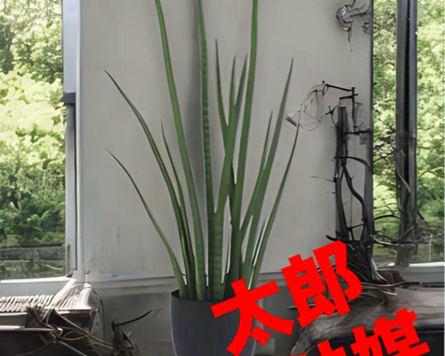 光触媒 人工観葉植物 ウォールグリーン フェイクグリーン サンスベリア