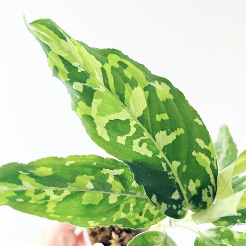 残り一点】アグラオネマ ピクタム トリカラー ワイド 観葉植物 calm