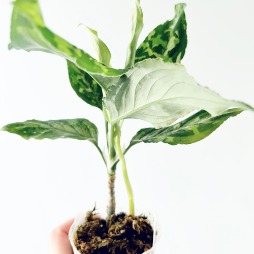 残り一点】アグラオネマ ピクタム トリカラー ワイド 観葉植物 calm