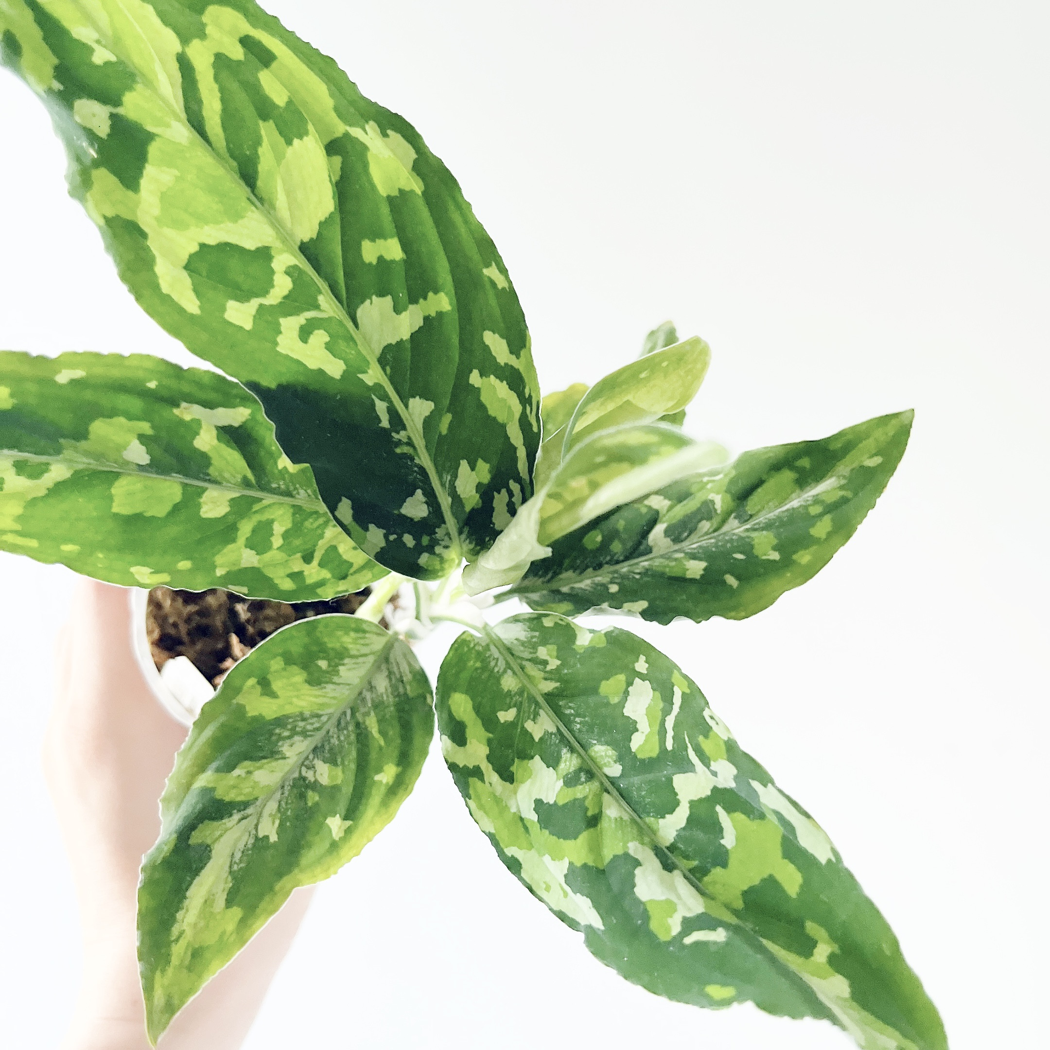 残り一点】アグラオネマ ピクタム トリカラー ワイド 観葉植物