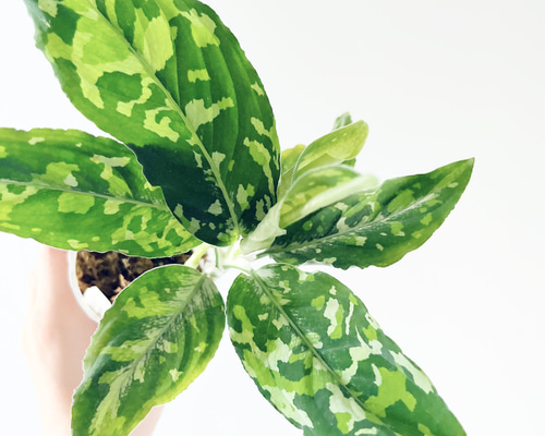 6280a565b54b7c186df17e98d2994b