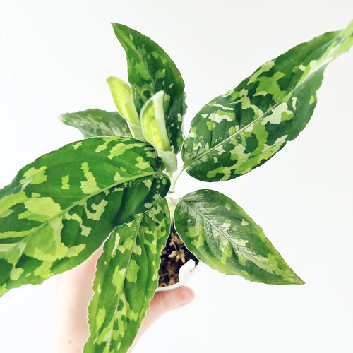 残り一点】アグラオネマ ピクタム トリカラー ワイド 観葉植物 calm