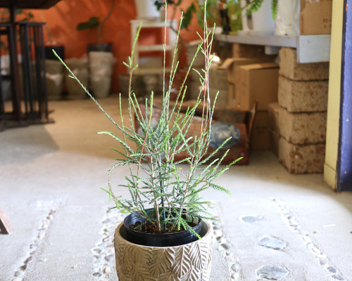 ちっちゃな♡ティーツリー メラレウカ ＜ギボッサ＞ ハーブ 鉢付