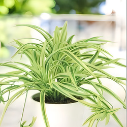 光触媒　人工観葉植物　ウォールグリーン　フェイクグリーン　オリヅルランg/y 3枚目の画像